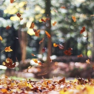 Fall Season